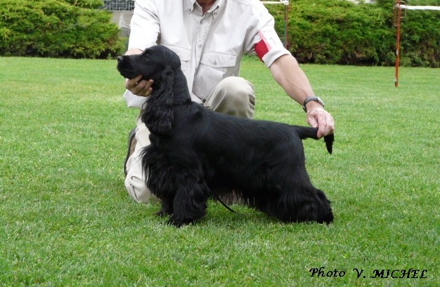 TR. CH. Ebony cherie noire Des grandes edennes - 1ère Excellent Classe Travail - VDH et CAC