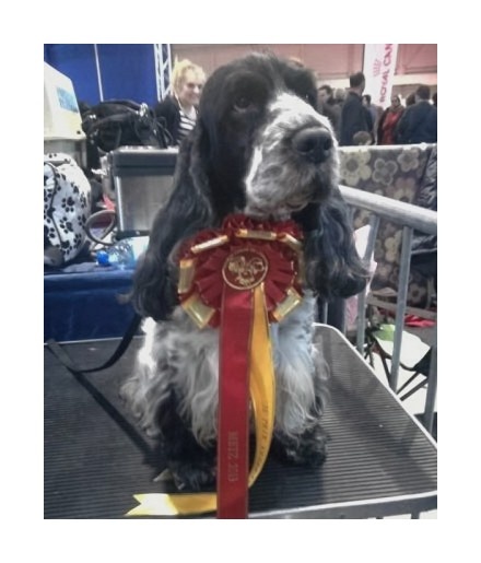 TR. CH. Violet little fantasy Des grandes edennes - 1ère Excellent Classe Vétéran - Meilleure Vétéran - 3ème BIS Vétéran