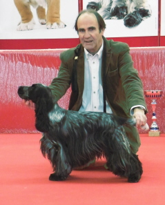 TR. CH. Chamrock bones Des grandes edennes - 1er Excellent Classe Intermédiaire CAC-CACIB Meilleur de Race