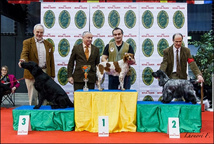 TR. CH. Chamrock bones Des grandes edennes - 1er Excellent Classe Travail - RCACS- Reserve BIS CHIENS de TRAVAIL