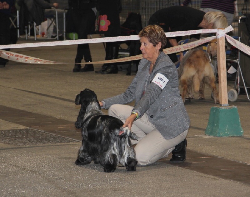 TR. CH. Flash for fantasy Des grandes edennes - 1er Excellent Classe Champion - Meilleur Mâle