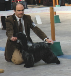 TR. CH. Chamrock bones Des grandes edennes - 1er Excellent Classe Intermédiaire RCACS-RCACIB