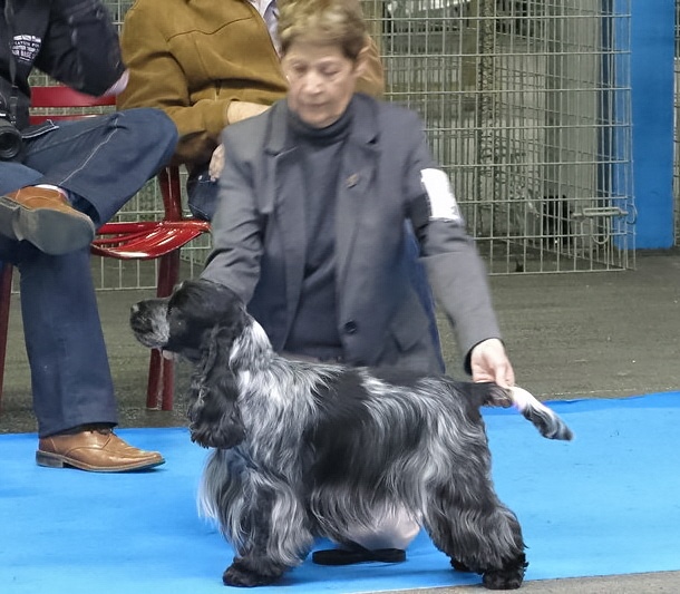 TR. CH. Flash for fantasy Des grandes edennes - 1er Excellent Classe Travail