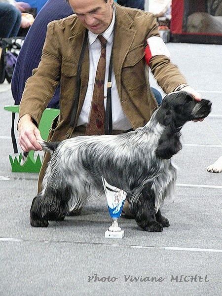 TR. CH. Full moon hazel Des grandes edennes - 1er Excellent Cl.Travail -VDH-CAC-CACIB