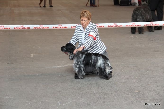 TR. CH. Flash for fantasy Des grandes edennes - 1er Excellent Classe Champion