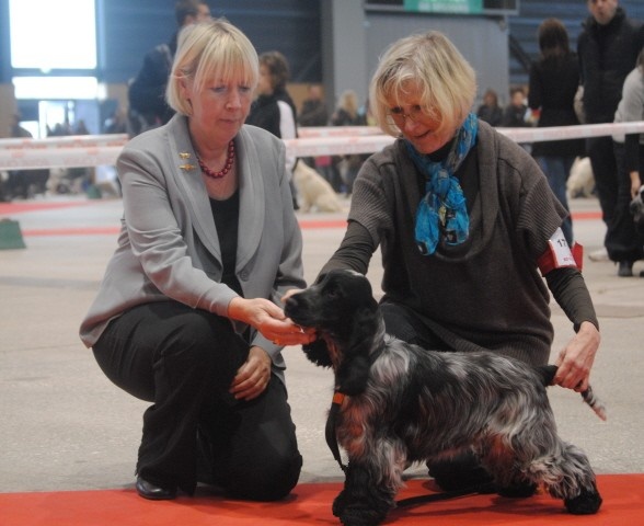 TR. CH. Full moon hazel Des grandes edennes - Tres Prometteur - Classe Puppy - MEILLEURE PUPPY