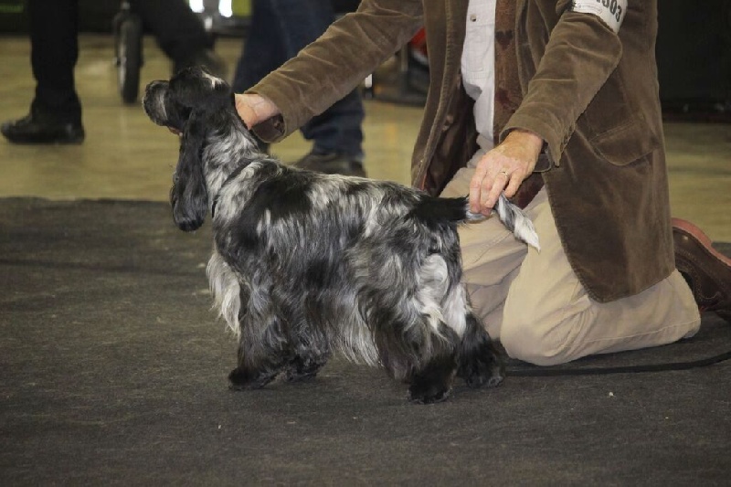 TR. CH. Full moon hazel Des grandes edennes - 1ère Excellent Classe Champion