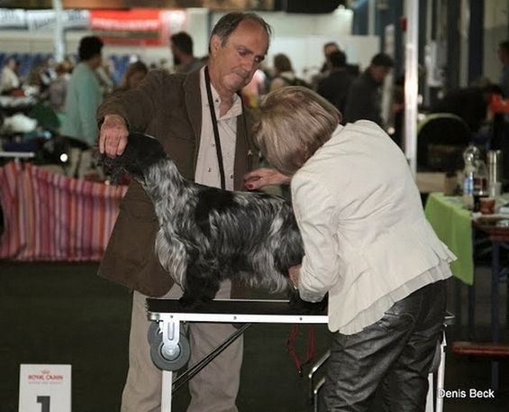 TR. CH. Full moon hazel Des grandes edennes - 1ère Exc Classe Champion - VDH -CAC Klub - Meilleure Femelle - BOS