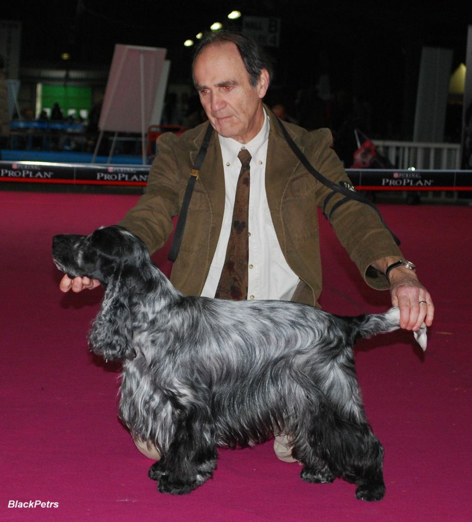 TR. CH. Chamrock bones Des grandes edennes - 1er Excellent Classe Vétéran - Meilleur Vétéran Mâle