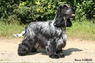 TR. CH. Chamrock bones Des grandes edennes - 1er Excellent CACL - Classe Travail