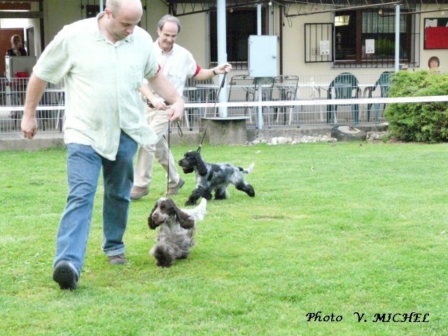 TR. CH. Full moon hazel Des grandes edennes - 1er Excellent Classe Jeune- VDH Jeune