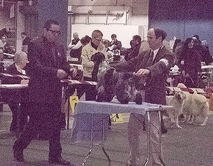 TR. CH. Flash for fantasy Des grandes edennes - 1er Excellent Classe Travail - CACL