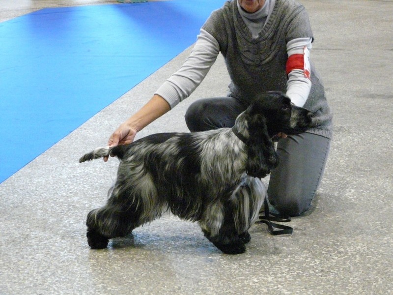 TR. CH. Flash for fantasy Des grandes edennes - 1er Excellent Classe Travail