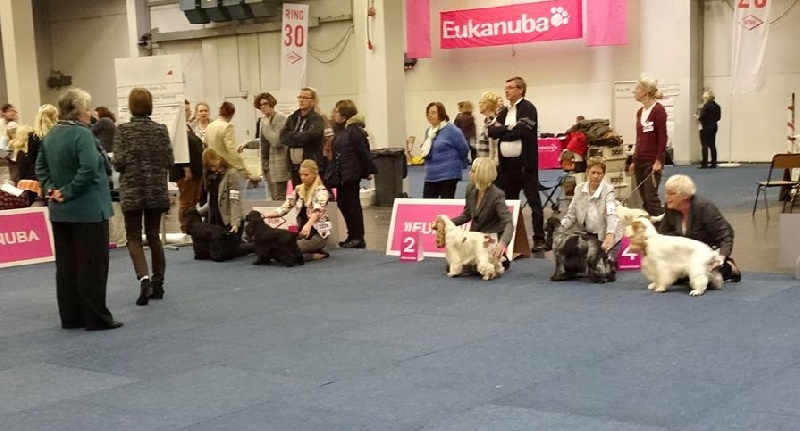 TR. CH. Flash for fantasy Des grandes edennes - 1er Excellent Classe Champion - VDH