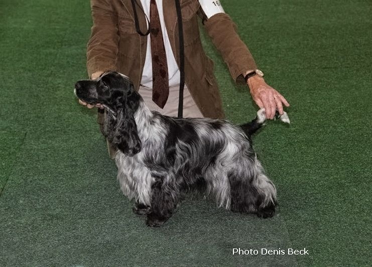 TR. CH. Full moon hazel Des grandes edennes - 1ère Excellent en Classe Champion - VDH - CAC - CACIB