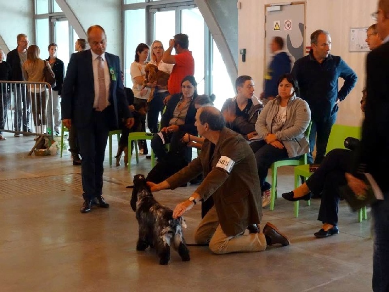 TR. CH. Full moon hazel Des grandes edennes - 1ère Excellent Classe Champion CAC- Réserve CACIB