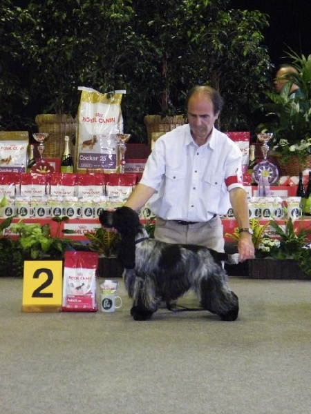 TR. CH. Flash for fantasy Des grandes edennes - 2ème Excellent - Classe Jeune