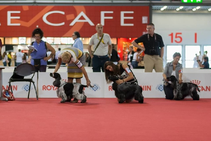 TR. CH. Flash for fantasy Des grandes edennes - Excellent en Classe Travail