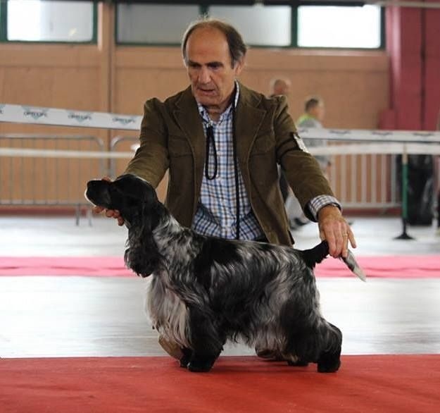 TR. CH. Full moon hazel Des grandes edennes - 1ère Excellent Classe Travail