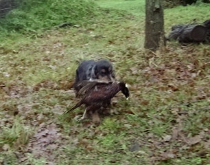 TR. Uendy Des grandes edennes - 2eme Excellent Réserve CACT