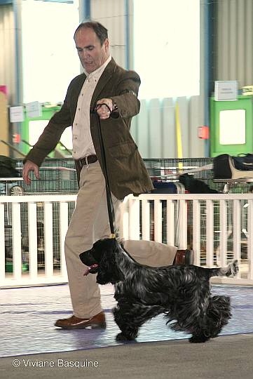 TR. CH. Chamrock bones Des grandes edennes - 2ème Excellent Classe Travail