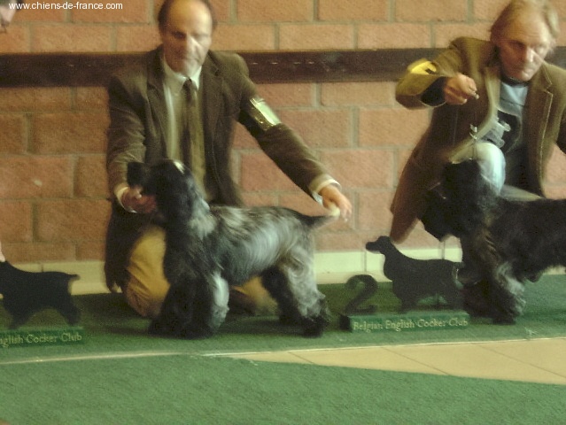 TR. CH. Chamrock bones Des grandes edennes - 1° Très Prometteur - Meilleur Puppy Male