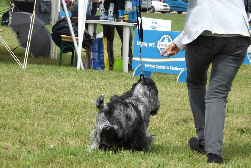 TR. CH. Flash for fantasy Des grandes edennes - 1er EXCELLENT - CAC en Classe Travail