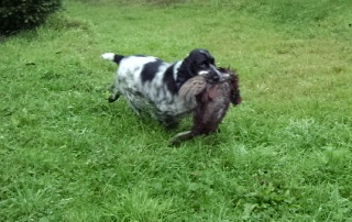 TR. CH. Violet little fantasy Des grandes edennes - 4 eme Très Bon
