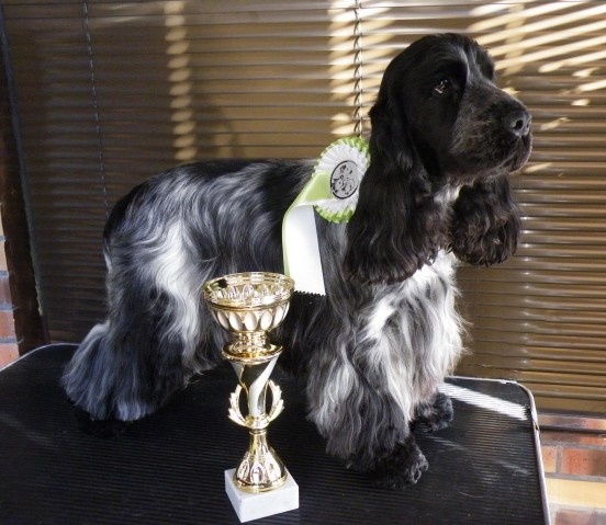 TR. CH. Flash for fantasy Des grandes edennes - 1er Excellent Classe Jeune - Meilleur Jeune Cocker - Meilleur Jeune du groupe 8