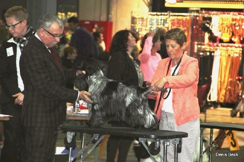 TR. CH. Flash for fantasy Des grandes edennes - 4ème Excellent en Classe Champion