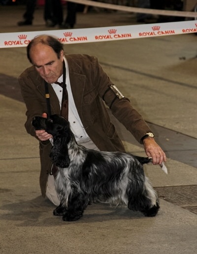 TR. CH. Full moon hazel Des grandes edennes - 1ère Excellent Classe Champion