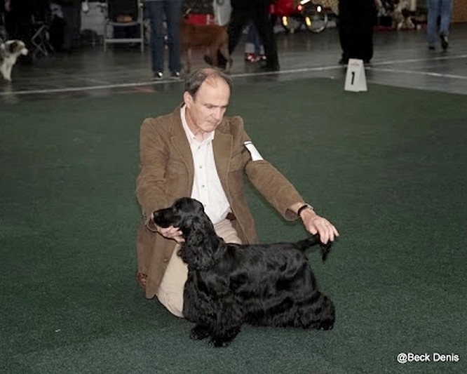 TR. CH. Ebony cherie noire Des grandes edennes - 1ère Excellent Classe Travail - VDH