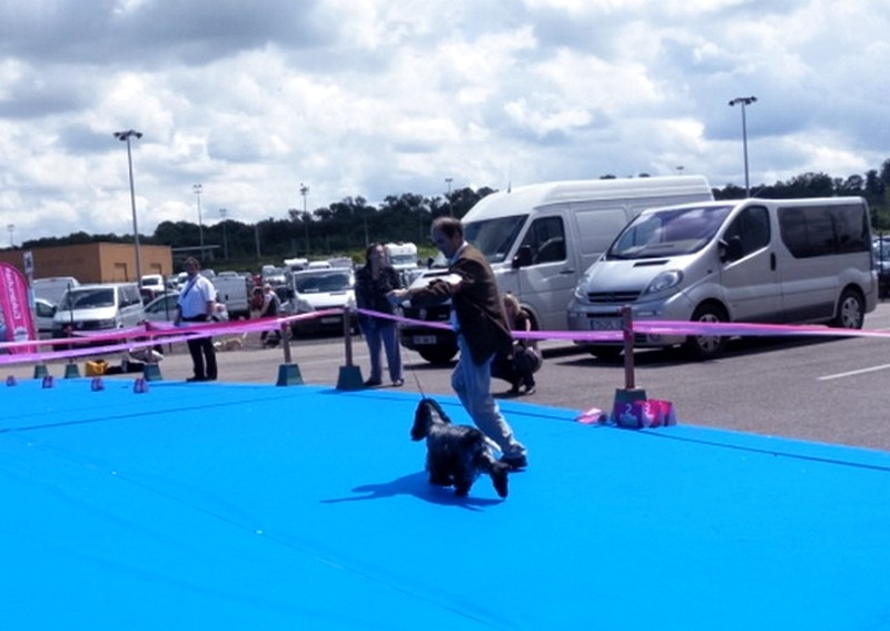 TR. CH. Chamrock bones Des grandes edennes - Excellent Classe Ouverte