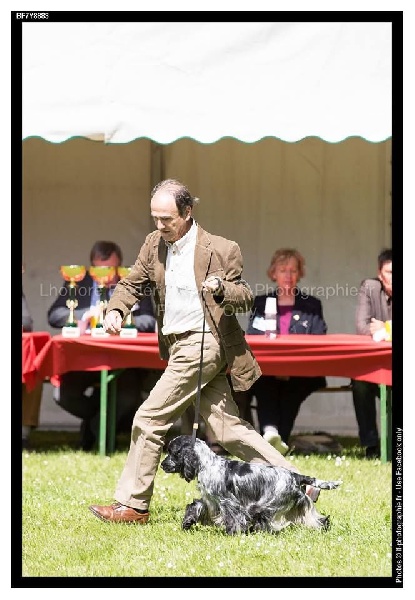 TR. CH. Full moon hazel Des grandes edennes - 1ère Excellent Classe Travail - CACS - BOB