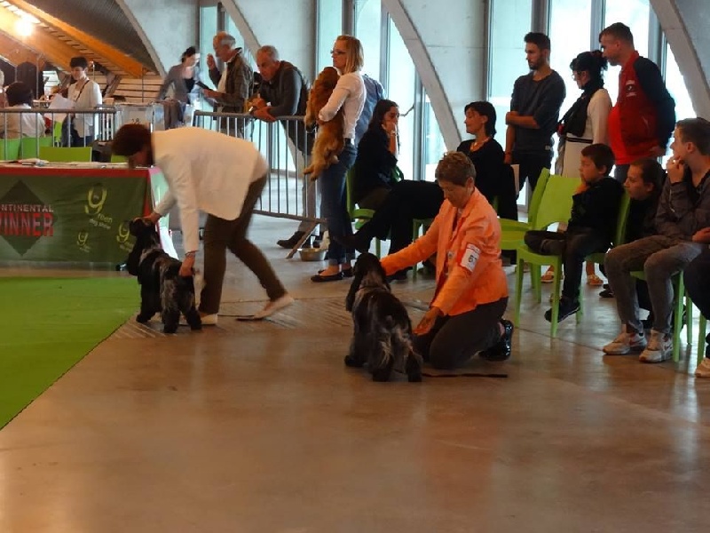 TR. CH. Flash for fantasy Des grandes edennes - 2ème Excellent Classe Champion