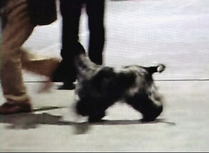 TR. CH. Full moon hazel Des grandes edennes - 1ère Excellent Classe Travail - VDH - RCAC-RCACIB