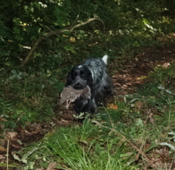 TR. CH. Chamrock bones Des grandes edennes - admis au Débutant