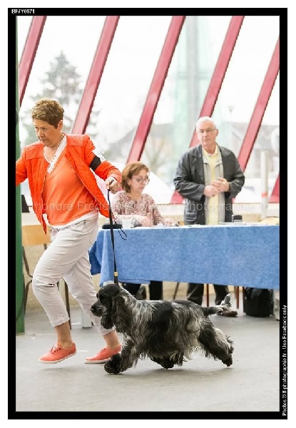 TR. CH. Flash for fantasy Des grandes edennes - 1er Excellent Classe Champion