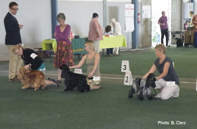 TR. CH. Flash for fantasy Des grandes edennes - 1er Excellent Classe Travail - CAC/VDH