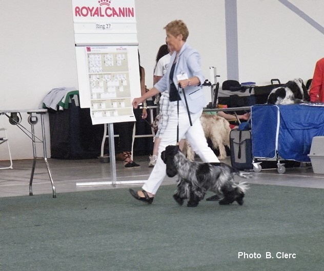 TR. CH. Flash for fantasy Des grandes edennes - 1er Excellent Classe Travail - CAC/VDH