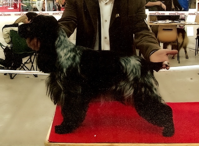 TR. CH. Titania Des grandes edennes - 1°exc Cl.Champion - CACIB - Meilleure de race