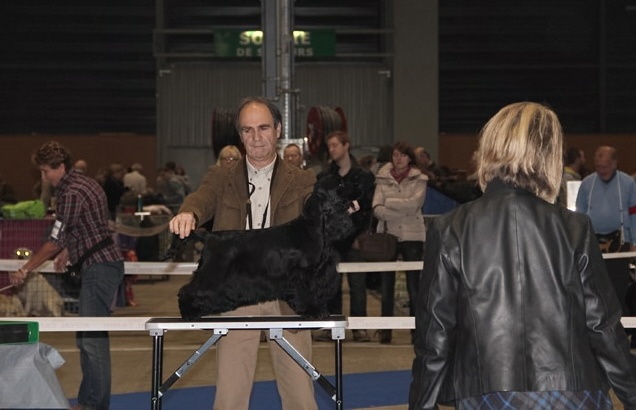 TR. CH. Ebony cherie noire Des grandes edennes - 1ère Excellent Classe Champion