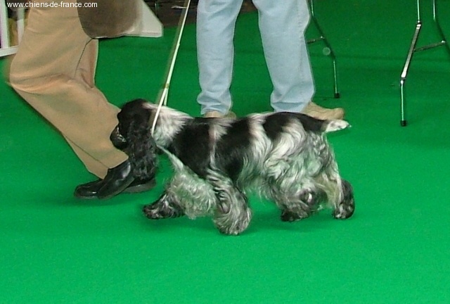 TR. CH. Violet little fantasy Des grandes edennes - 4° exc cl.ouverte