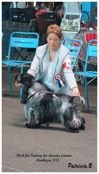 TR. CH. Flash for fantasy Des grandes edennes - 3ème Excellent Classe Champion