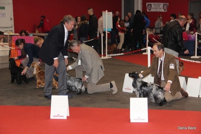 TR. CH. Full moon hazel Des grandes edennes - 1ère Excellent Classe Champion