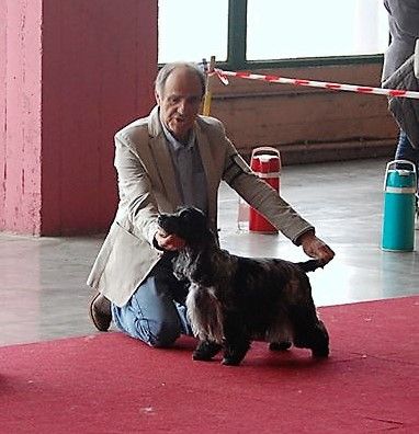 TR. CH. Full moon hazel Des grandes edennes - 1ère Excellent - Classe Champion - CAC-CACIB