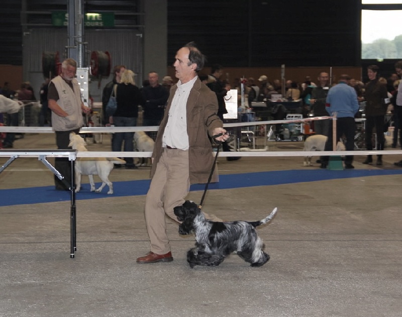 TR. CH. Full moon hazel Des grandes edennes - 1°excellent Classe Champion - MEILLEURE de RACE