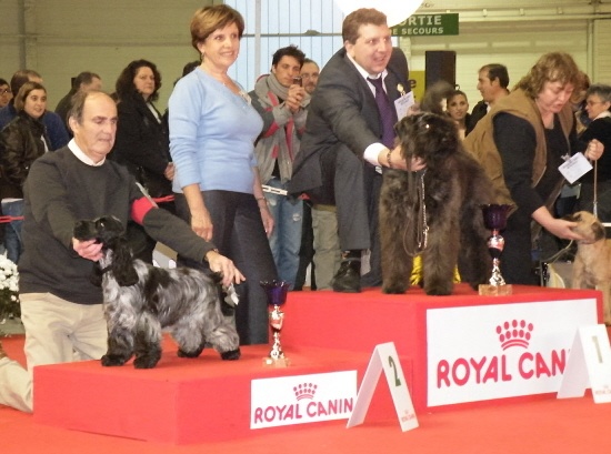 TR. CH. Full moon hazel Des grandes edennes - Tres Prometteur - Classe Puppy - MEILLEURE PUPPY - Réserve de BIS PUPPY