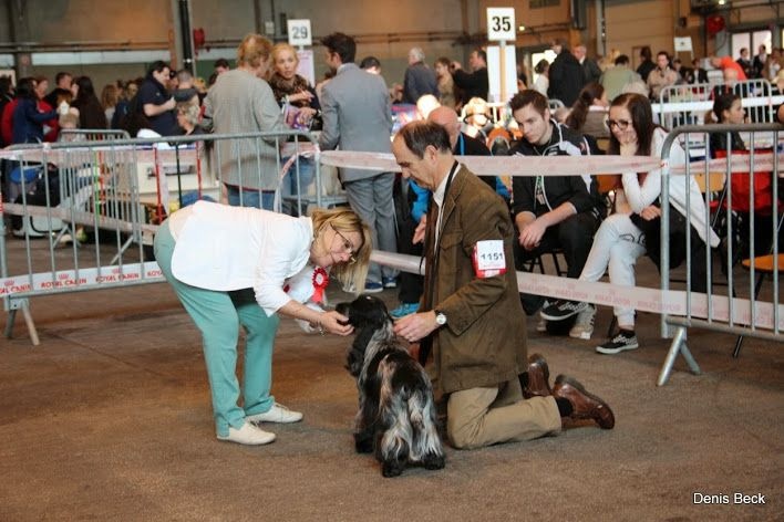 TR. CH. Flash for fantasy Des grandes edennes - 1er Excellent Classe Champion