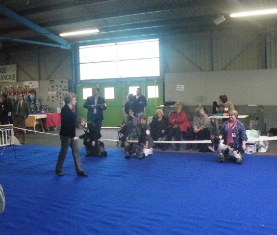 TR. CH. Flash for fantasy Des grandes edennes - 2ème Excellent - Classe Jeune